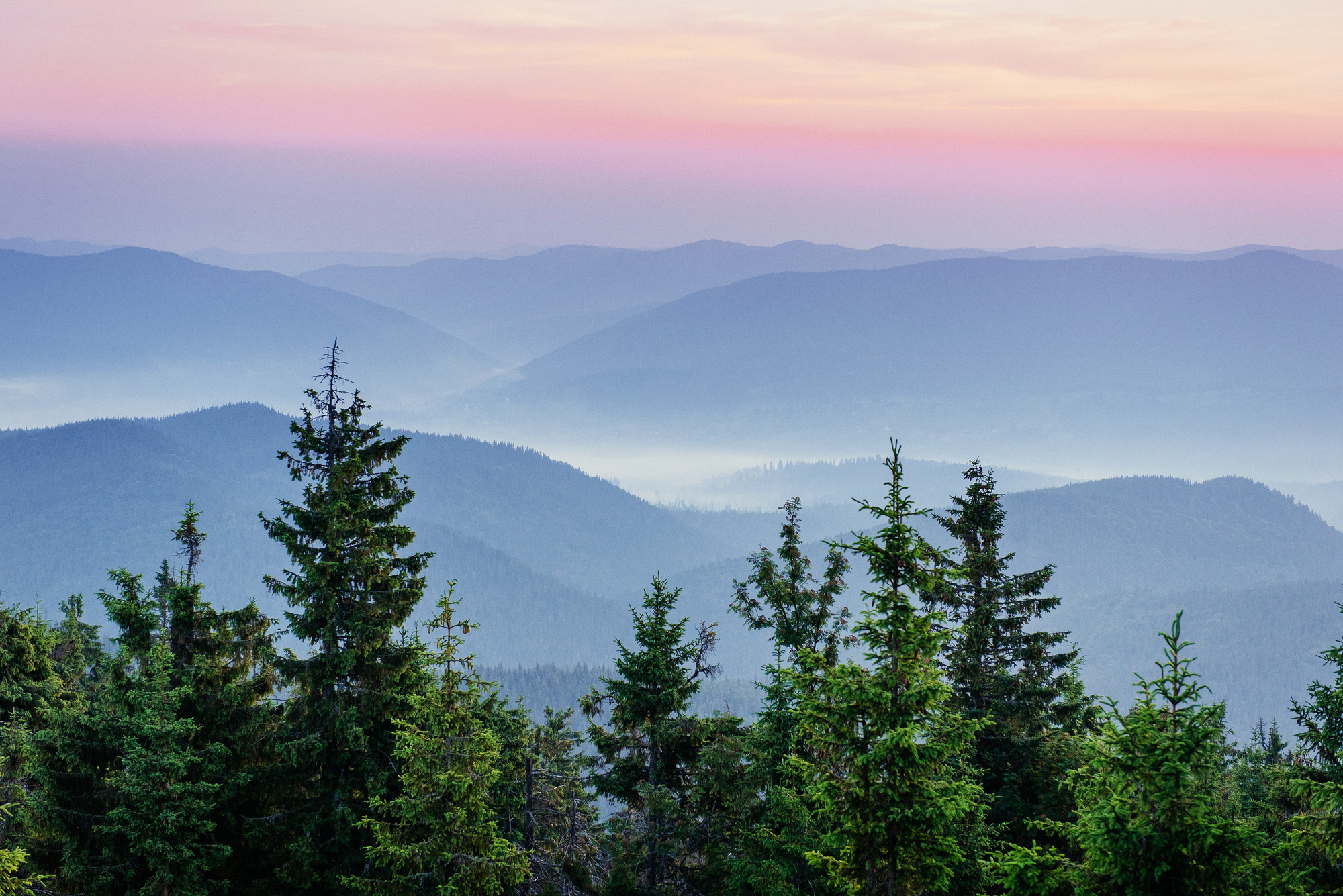 Pine tree forest